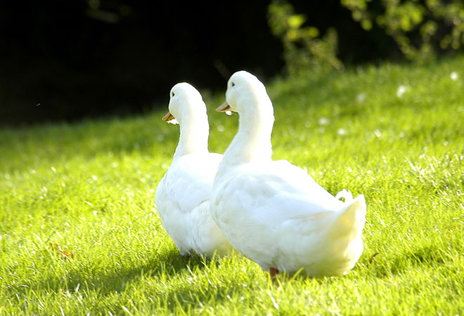 Hillhead Farm - Award Winning Farmhouse Bed and Breakfast